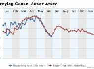 Greylag Goose reporting rate