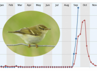 Reporting rate of Yellow-browed Warbler (Blue = Current Trend, Red = Historic)