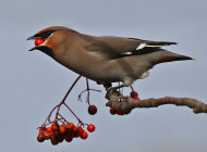 Waxwing by Margaret Holland