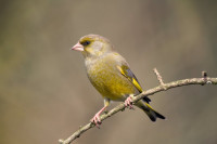 Greenfinch, by John Harding/BTO