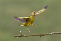 Greenfinch by Edmund Fellowes