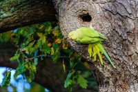 Ring-necked Parakeet. Chris / stock.adobe.com