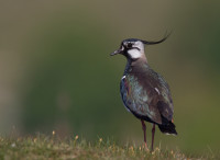 Lapwing.