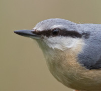 Nuthatch by Alan Brewster