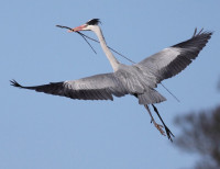 Grey Heron by Andrew Steele