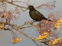 Blackbird. Edmund Fellowes / BTO