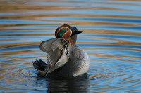 Teal, Edmund Fellowes