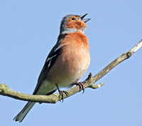 Chaffinch by Jill Pakenham