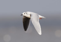 Little Gull by Chris Mills | norfolkbirding.com