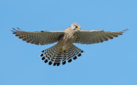 Kestrel, by Philip Croft / BTO