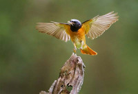 Redstart. Edmund Fellowes