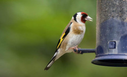 Goldfinch. John Harding