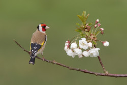 Goldfinch by Edmund Fellowes