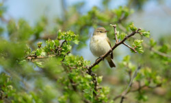 Chiffchaff by Paul Newton