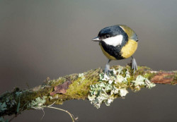 Great Tit. Sarah Kelman