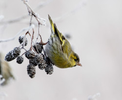 Siskin. Graham Catley / BTO