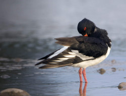 Oystercatcher. John Harding