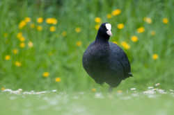 Coot. Photograph by Sarah Kelman