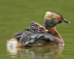 Slavonian Grebe by Chris Upson