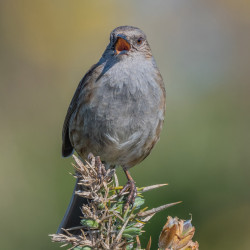 Dunnock.