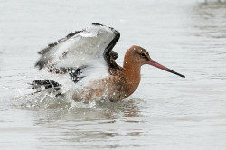 Black-tailed Godwit, Sarah Kelman