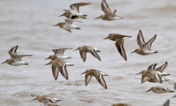 Dunlin by Allan Drewitt / BTO