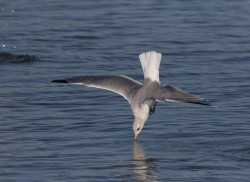 Common Gull by Liz Cutting / BTO