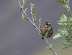 Redwing, Liz Cutting