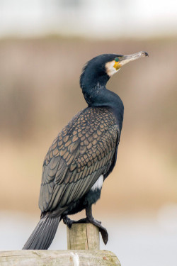 Cormorant by John Harding / BTO