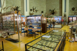 Bangor University Natural History Museum