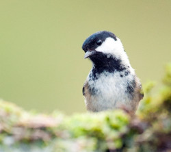 Coal Tit by Sarah Kelman