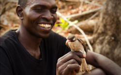 Orlando Yassene holding a wild Greater Honeyguide in northern Mozambique. Claire Spottiswoode