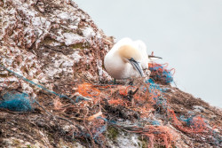 Gannet, Pixabay