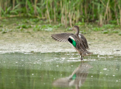 Teal by Sarah Kelman