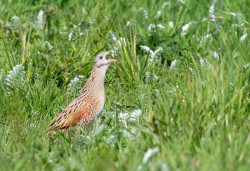 Corncrake by Liz Cutting / BTO