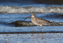 Curlew by Liz Cutting / BTO