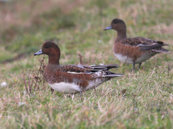 Wigeon by Allan Drewitt