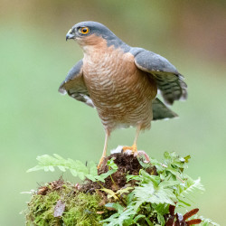 Sparrowhawk. Sarah Kelman / BTO