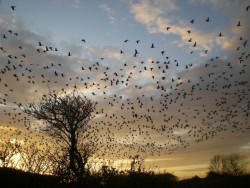 Pink-footed Geese. Chas Holt / BTO