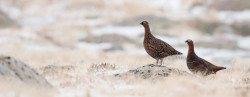 Red Grouse. Sarah Kelman