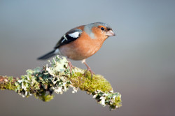 Chaffinch by Sarah Kelman / BTO