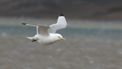 Kittiwake. Liz Cutting