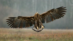 White-tailed Eagle. Edmund Fellowes