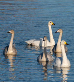 Whooper Swan. Edmund Fellowes / BTO