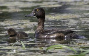 Tufted Duck. Photograph by John Harding