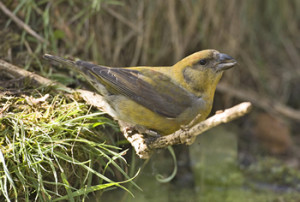 Crossbill. Photograph by Chris Mills