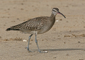 Whimbrel. Photograph by Ron Marshall