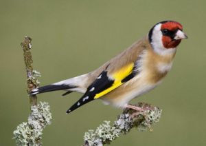 books like the goldfinch