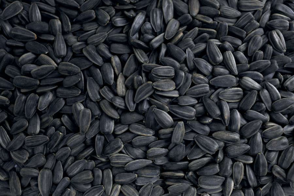 are black sunflower seeds good for birds