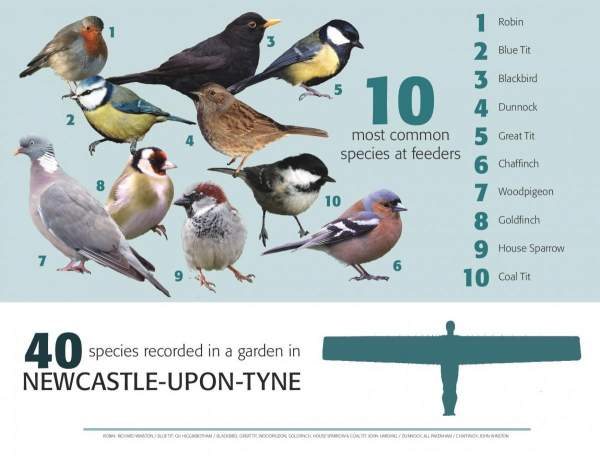 bto garden bird feeding survey